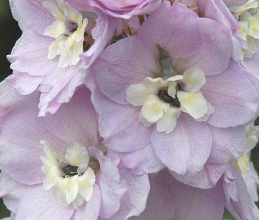 Delphinium Guinevere Delphinium Cultorum – Hardy Garden Flower Seeds