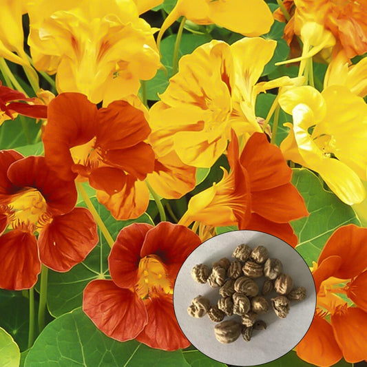 Mix Tropaeolum Majus – Mixed Flower Seeds for Planting