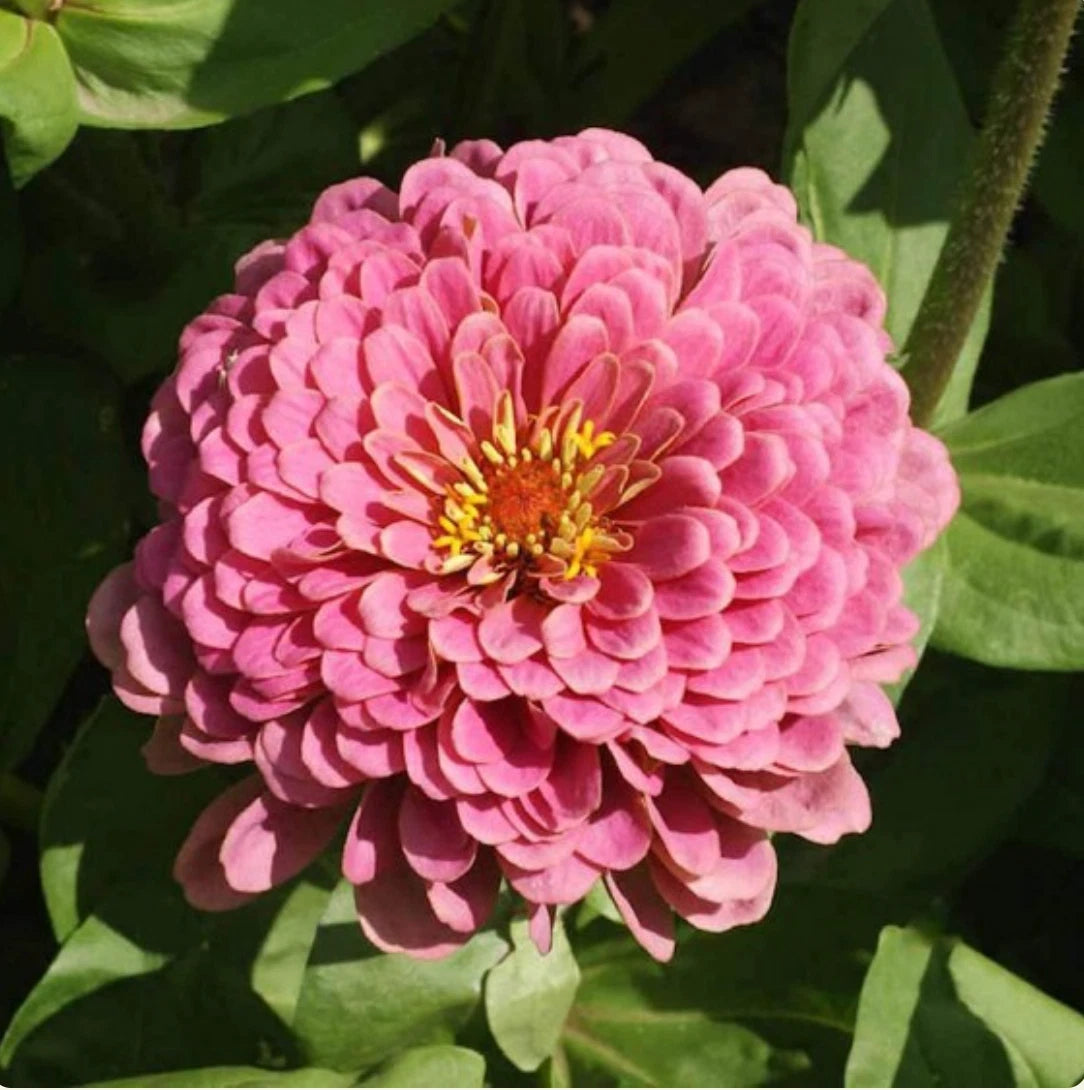 Zinnia Luminosa Pink Large Bloom Pollinator Flower Seeds