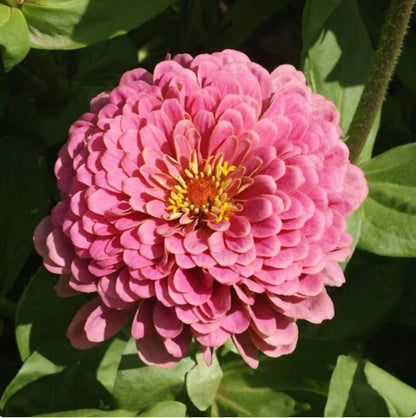 Zinnia Luminosa Pink Large Bloom Pollinator Flower Seeds