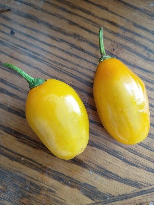 Honey Badger Manzano Rocoto Chili – Vegetable Garden Seeds