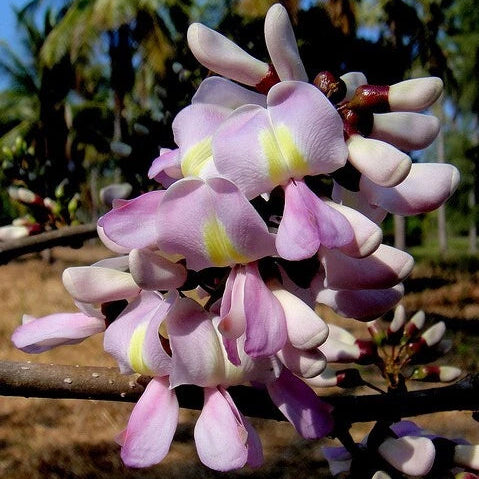 Gliricidia Sepium – Flowering Nitrogen Fixing Tree Seeds