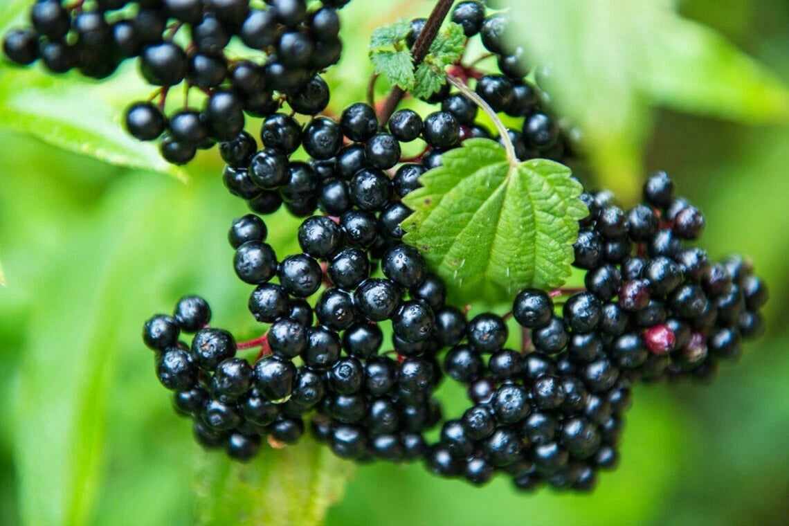 Elderberry Sambucus Nigra – Edible Shrub Seeds