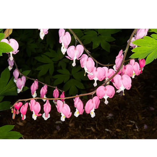 Bleeding Heart Dicentra Spectabilis Alba – Perennial Garden Flower Seeds