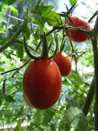 Candy of the Forbidden City Tomato – Heirloom Vegetable Seeds