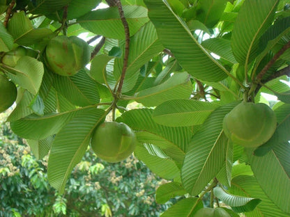Elephant Apple Dillenia Indica – Edible Fruit Tree Seeds