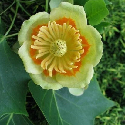 Tulip Tree Liriodendron Tulipifera Cold Hardy Flowering Tree Seeds