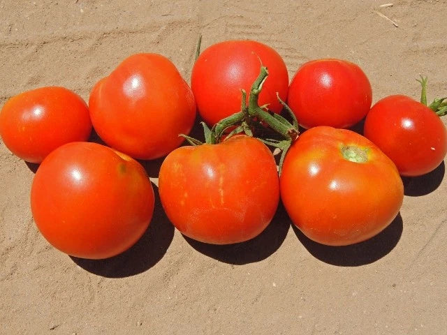 Floradade Tomato – Classic Red Vegetable Seeds