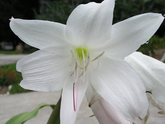 Crinum Lily Maiden S Blush Small-Size Bulb New Fragrant