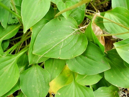 Hosta Little Aurora Hardy Perennial Shade Plant Seeds
