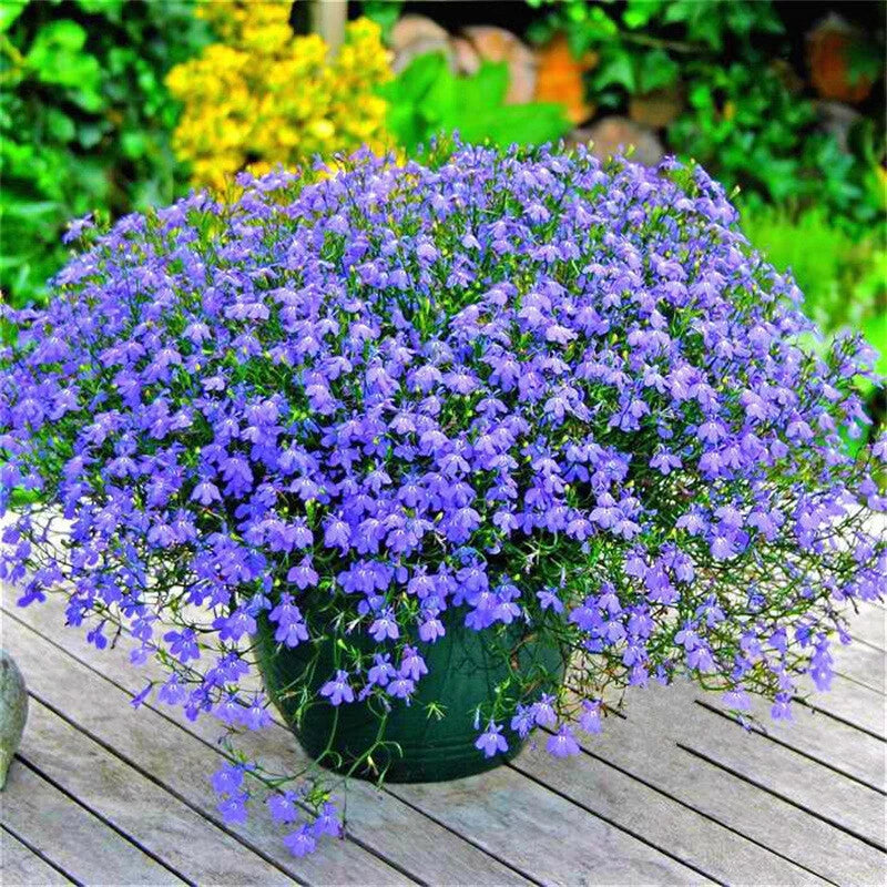Magenta Blue Lobelia Regatta Lobelia Erinus Garden Flower Seeds