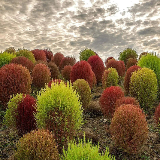 Kochia Burning Bush Summer Cypress Seeds