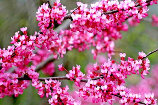 Tennessee Pink Redbud Cercis Canadensis Flowering Tree Garden Seeds