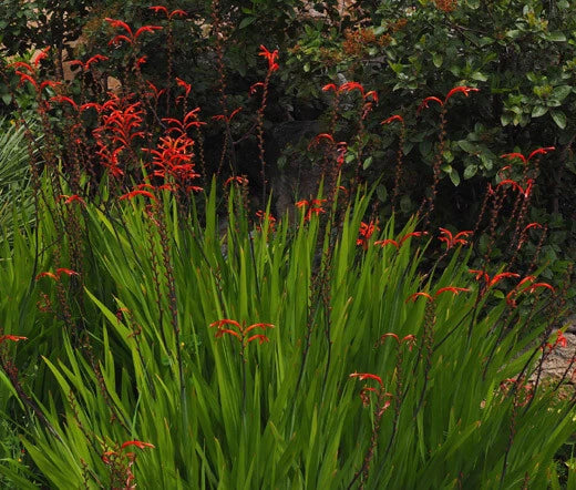 Crocosmia Paniculata Zigzag – Hardy Flower Garden Seeds