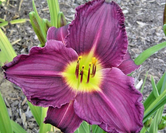 Grape Velvet Daylily Hemerocallis Grape Velvet – Perennial Garden Flower Seeds