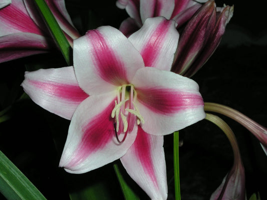 Crinum Lily Candy – Garden Flower Seeds for Planting