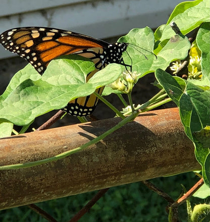 Wild Honeyvine Milkweed – Climbing Perennial Flower Seeds