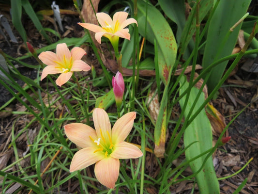 Rain Lily Zephyranthes – Garden Fruit Seeds for Planting