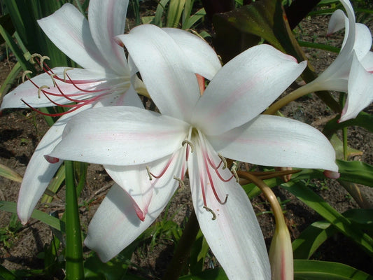 Crinum Lily Sundance Jumbo Blooming-Size Bulb New Large Flowers Rare