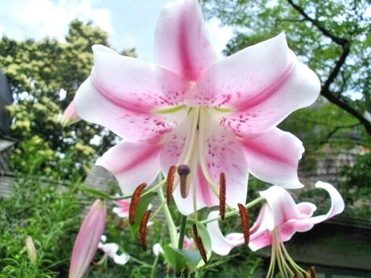 Pink Formosa Lily Lilium Formosanum Tall Perennial Flower Seeds