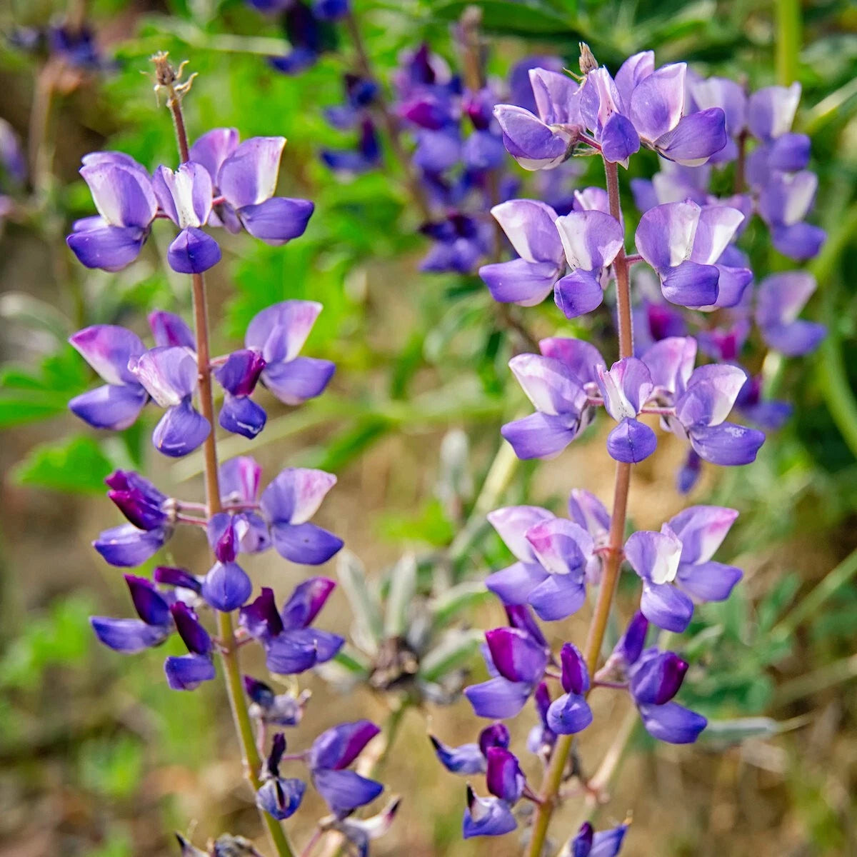 Arroyo Lupine – Hardy Wildflower Garden Seeds