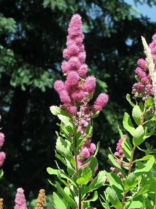 Steeple Bush Spiraea – Tall Pink Flowering Shrub Seeds