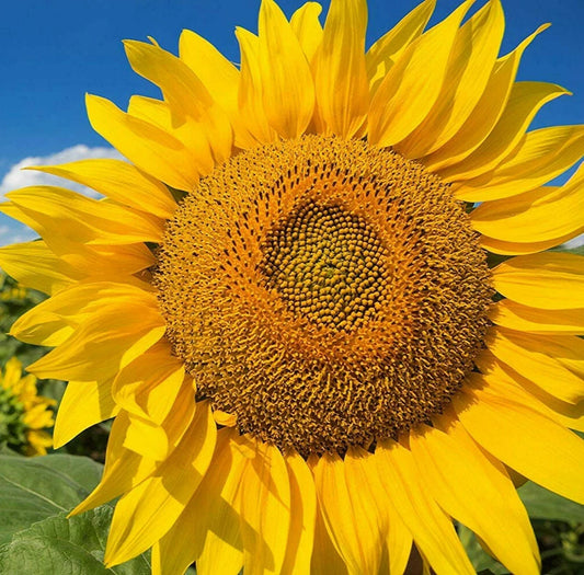 Mini Sunflower Helianthus Annuus – Dwarf Yellow Flower Seeds