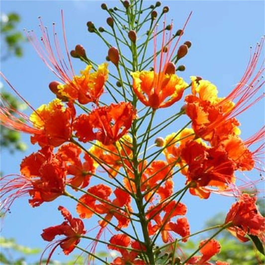 Bird of Paradise Caesalpinia Pulcherrima Flowering Shrub Tree Seeds