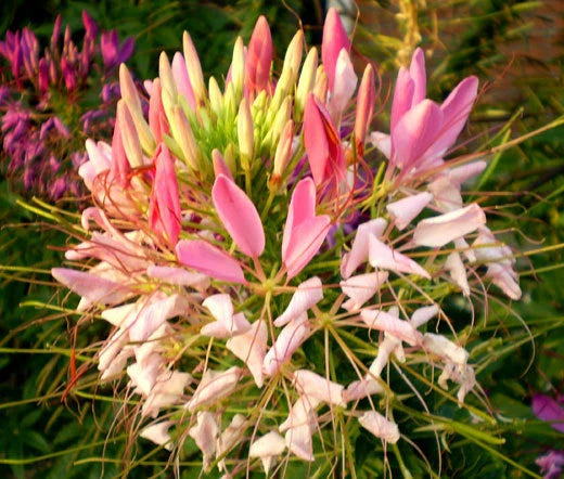 Spider Flower Rose Queen Cleome Hassleriana – Colorful Garden Flower Seeds