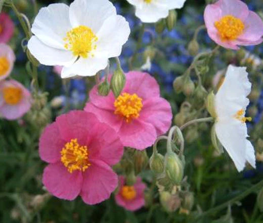 Rock Rose Common Mutabile Helianthemum Nummularium Colorful Garden Flower Seeds