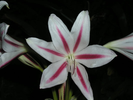 Crinum Lily Scabrum Starburst Small-size Bulb New - Flower Seeds