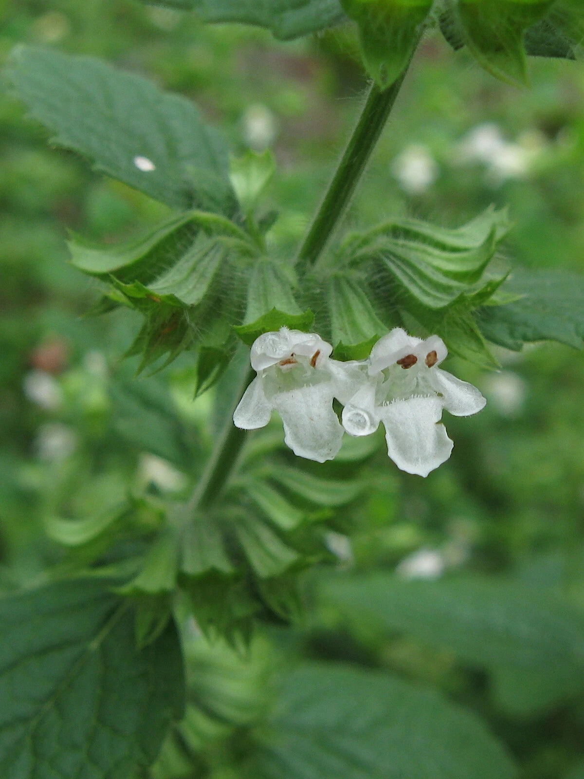 Lemon Balm Melissa Officinalis – Herb Seeds