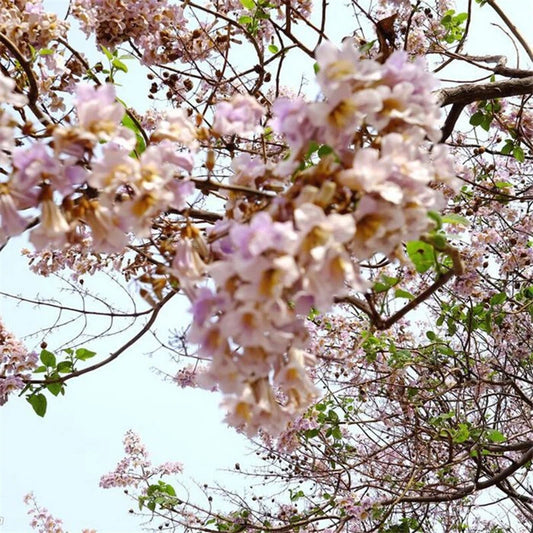 Royal Empress Tree Paulownia Tomentosa – Flowering Tree Seeds