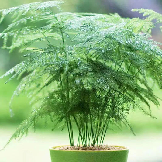 X Asparagus Setaceus – Garden Flower Seeds