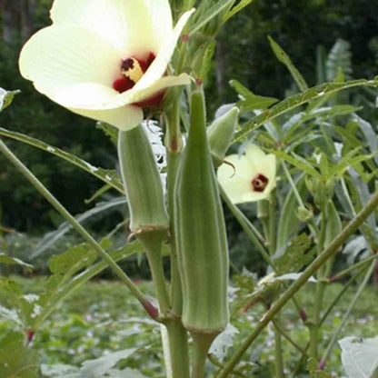 Abelmoschus Moschatus Fragrant Musk Mallow Hibiscus Seeds