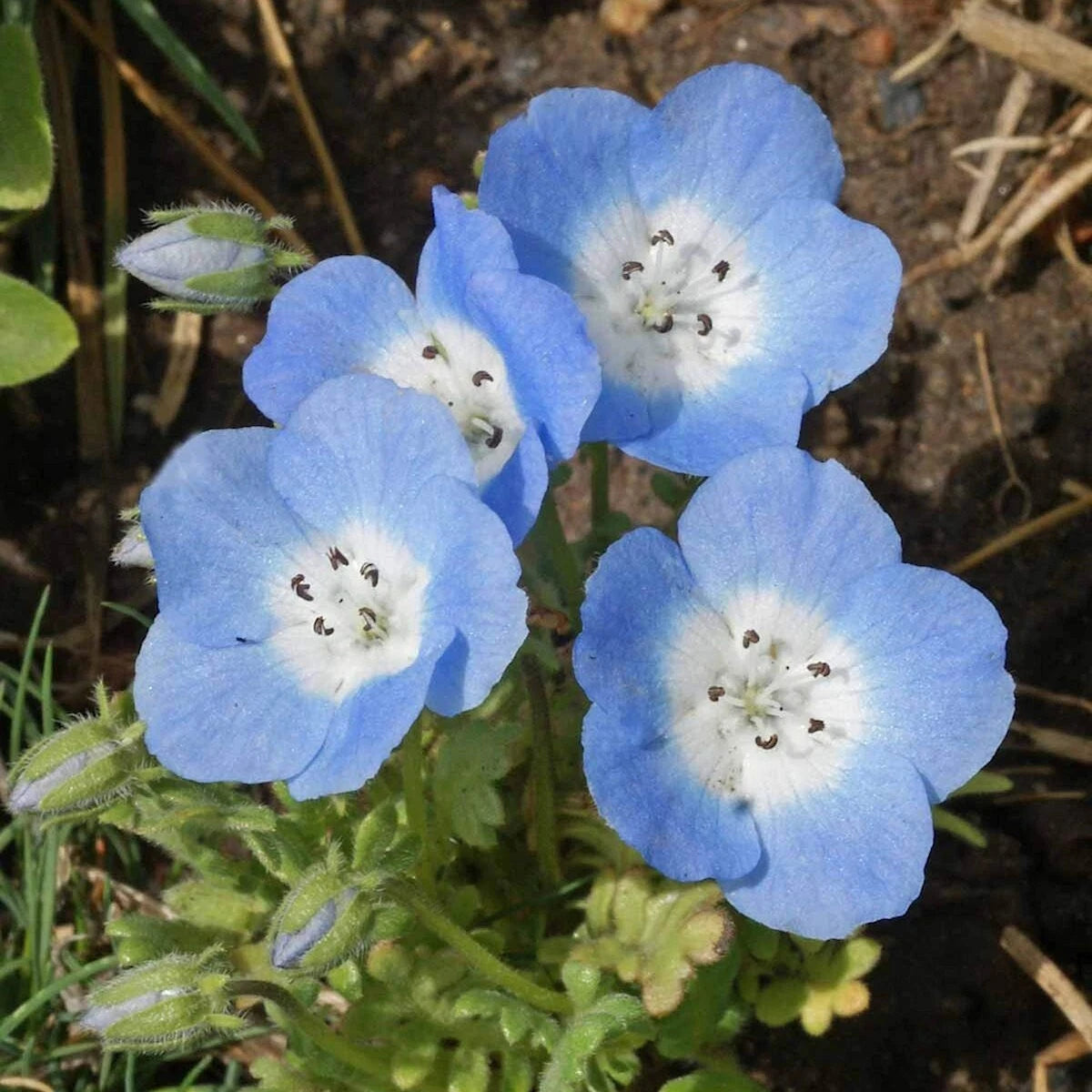 Baby Blue Eyes – Colorful Wildflower Garden Seeds