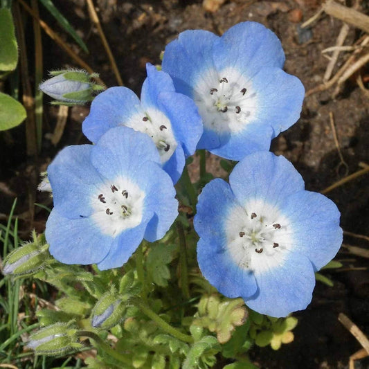 Baby Blue Eyes – Colorful Wildflower Garden Seeds