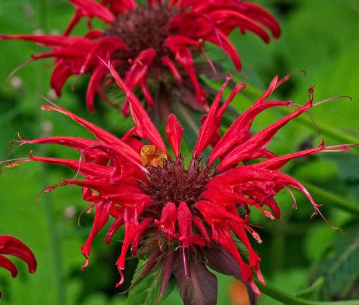 Bee Balm Scarlet Red Monarda Didyma – Fragrant Garden Flower Seeds