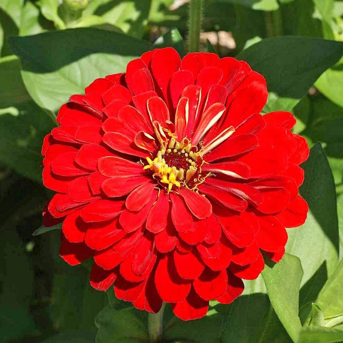 Cherry Queen Zinnia Colorful Wildflower Garden Seeds