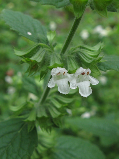 Lemon Balm Melissa Officinalis – Fragrant Herb Seeds