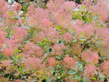European Smoketree Cotinus Coggygria – Ornamental Tree Seeds