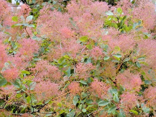 European Smoketree Cotinus Coggygria – Ornamental Tree Seeds