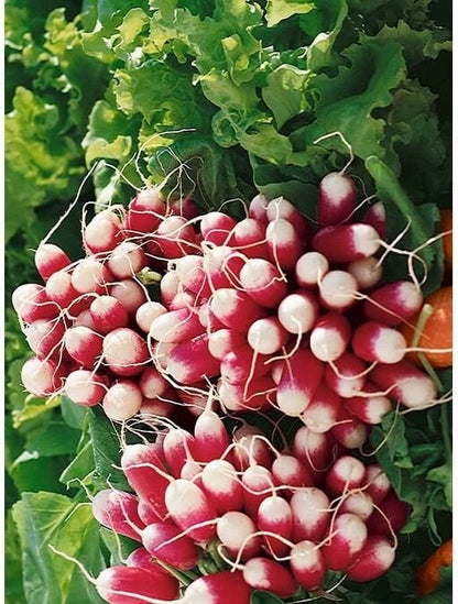 French Breakfast Summer Radish Seeds for Planting ( Seeds)