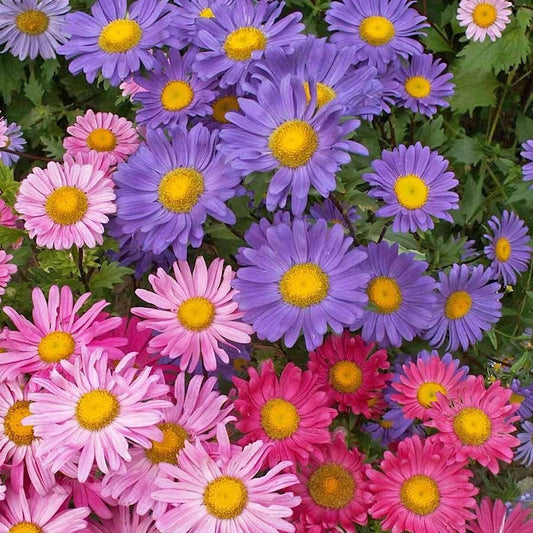 Single Mixed China Aster – Colorful Wildflower Garden Seeds