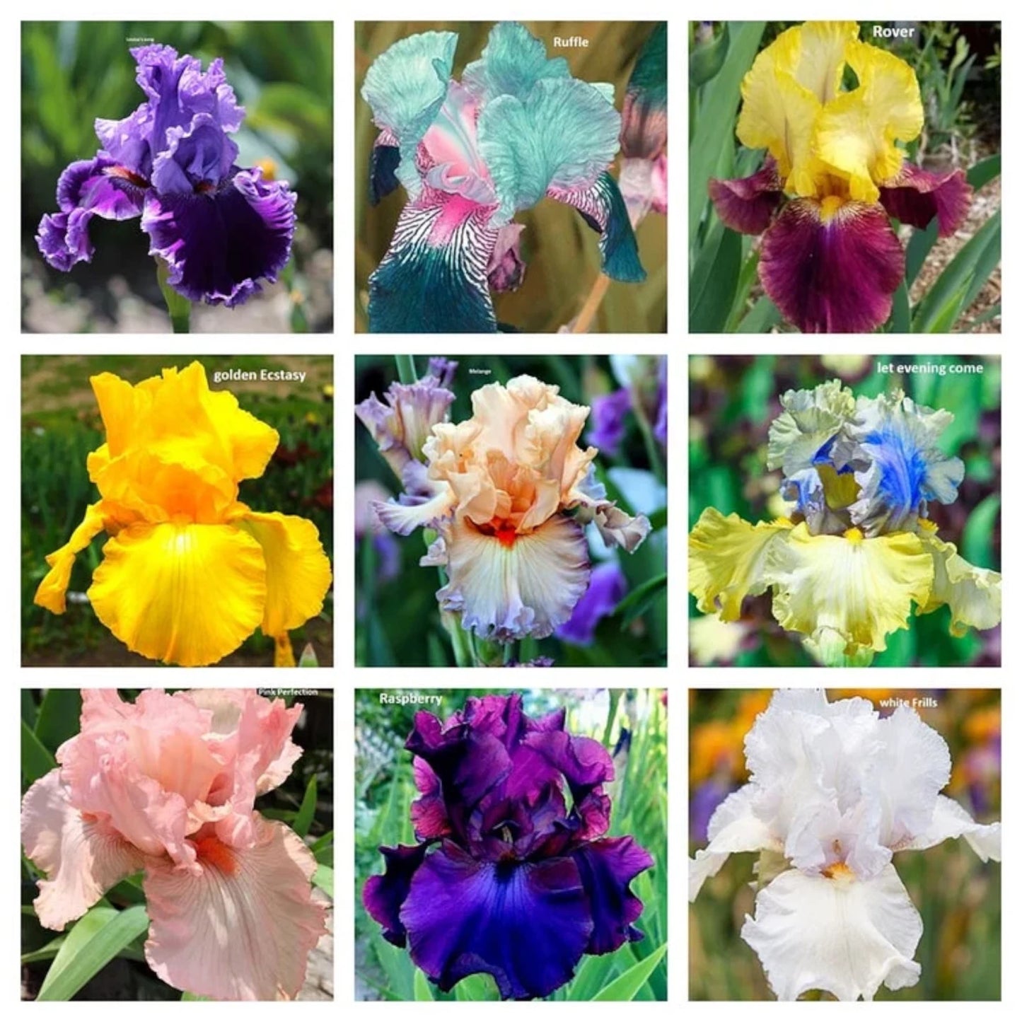 Iris Perennial Garden Flower Seeds