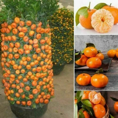 Dwarf Orange Bonsai Tree Seeds - Seeds