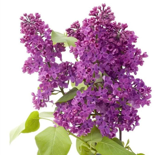 Early Broadleaf Lilac Syringa Oblata Fragrant Purple Flower Seeds