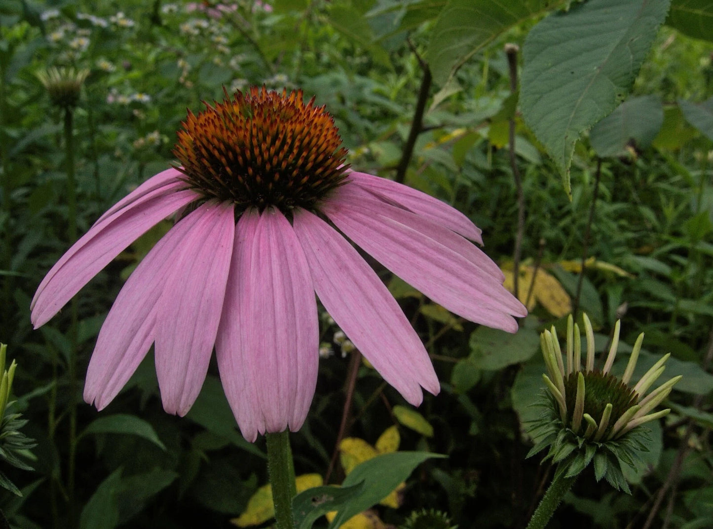 Purple Coneflower Echinacea Purpurea – Perennial Flower Seeds
