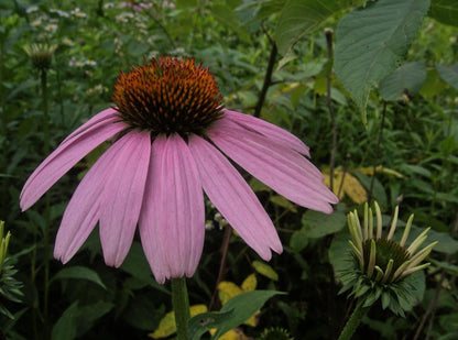 Purple Coneflower Echinacea Purpurea – Perennial Flower Seeds