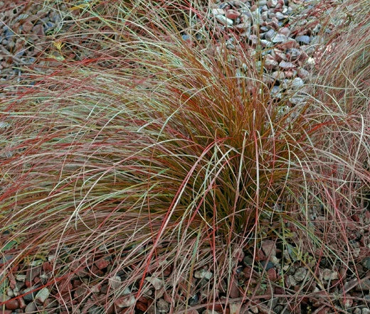 Sedge New Zealand Orange Prairie Fire Carex Testacea – Ornamental Grass Seeds